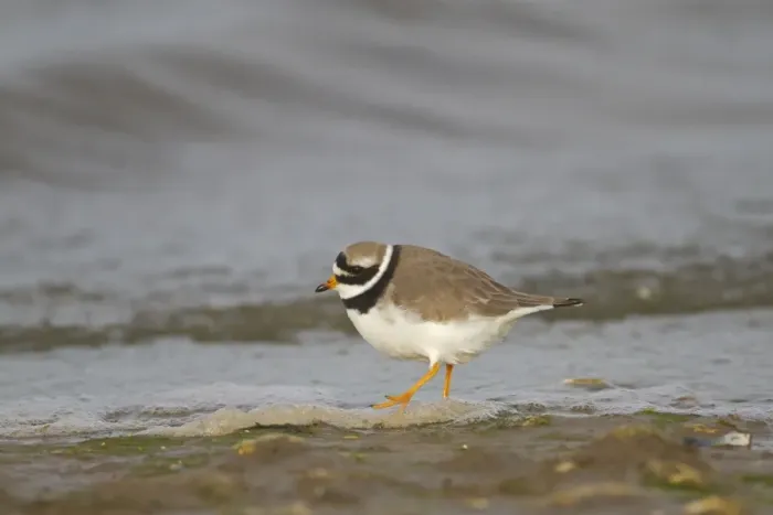 Framed Print : Ringed Plover (Charadrius hiaticula) adult, foraging on shoreline, Norfolk, England, december Framed Print : Ringed Plover (Charadrius hiaticula) adult, foraging on shoreline, Norfolk, England, december