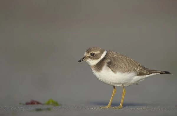 Ringed Plover (Charadrius hiaticula) adult, winter plumage, standing on beach in evening, Shetland Islands, Scotland, september