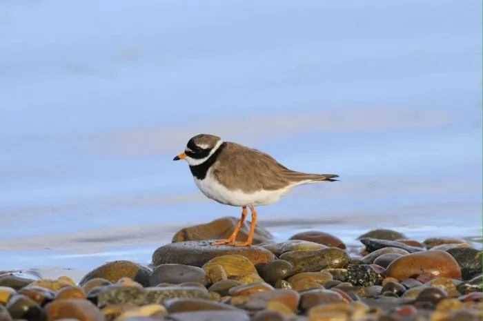 Framed Print : Ringed Plover (Charadrius hiaticula) adult, breeding plumage, standing on beach pebbles, Varanger, Norway, may Framed Print : Ringed Plover (Charadrius hiaticula) adult, breeding plumage, standing on beach pebbles, Varanger, Norway, may