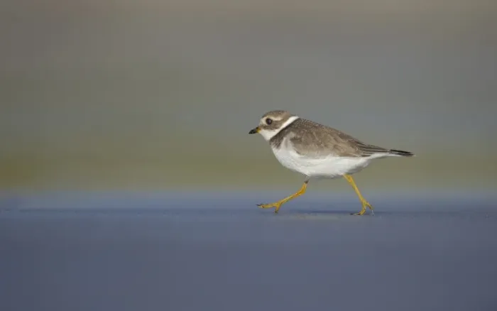 Framed Print : Ringed Plover (Charadrius hiaticula) adult, winter plumage, running along beach in evening, Shetland Islands, Scotland, september
