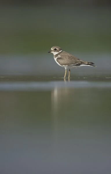 Ringed Plover (Charadrius hiaticula) adult, winter plumage, standing in shallow water on beach, Shetland Islands, Scotland, september