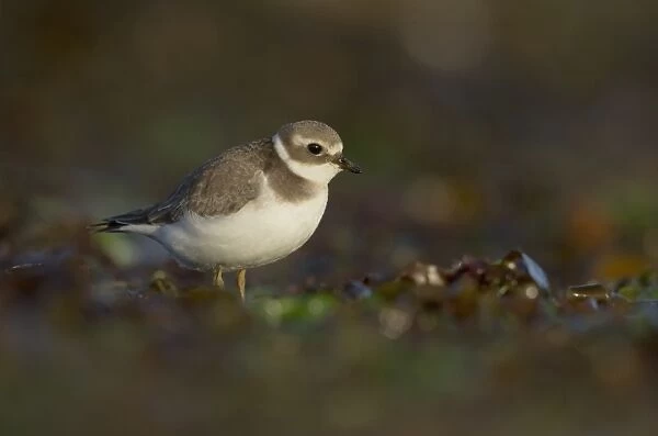 Ringed Plover (Charadrius hiaticula) adult, winter plumage, standing amongst seaweed on beach in evening, Shetland Islands, Scotland, september
