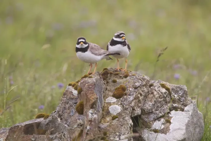 Framed Print : Ringed Plover (Charadrius hiaticula) adult pair, standing on rock, Shetland Islands, Scotland, june