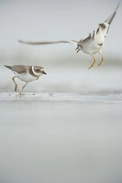 Ringed Plover (Charadrius hiaticula) two adults, winter plumage, fighting in territorial dispute on beach, Shetland Islands, Scotland, september