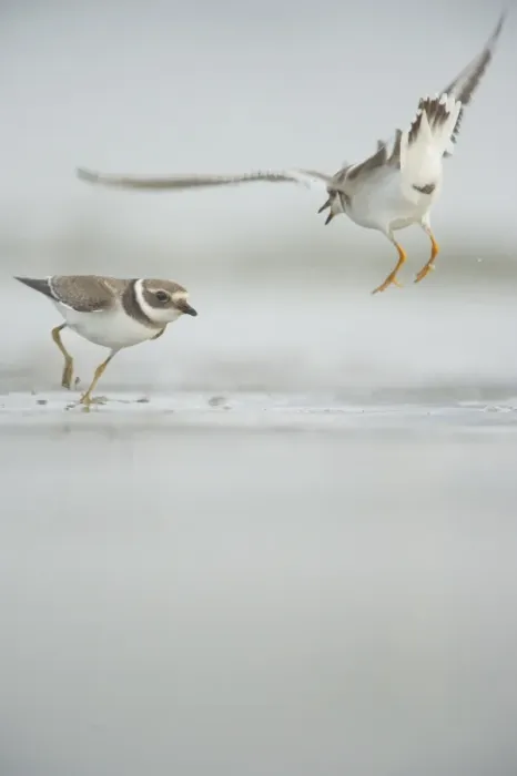 Framed Print : Ringed Plover (Charadrius hiaticula) two adults, winter plumage, fighting in territorial dispute on beach, Shetland Islands, Scotland, september Framed Print : Ringed Plover (Charadrius hiaticula) two adults, winter plumage, fighting in territorial dispute on beach, Shetland Islands, Scotland, september