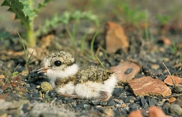 Ringed Plover (Charadrius hiaticula) chick, newly hatched, South Yorkshire, England