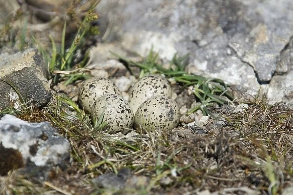 Ringed Plover (Charadrius hiaticula) four eggs at nest, Shetland Islands, Scotland, June