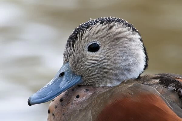 Ringed Teal (Callonetta leucophrys) adult male, breeding plumage, close-up of head, in city parkland, Hyde Park