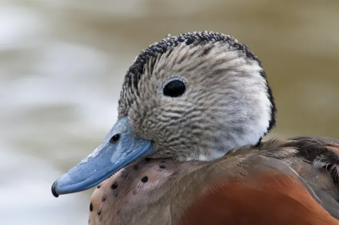 Framed Print : Ringed Teal (Callonetta leucophrys) adult male, breeding plumage, close-up of head, in city parkland, Hyde Park Framed Print : Ringed Teal (Callonetta leucophrys) adult male, breeding plumage, close-up of head, in city parkland, Hyde Park