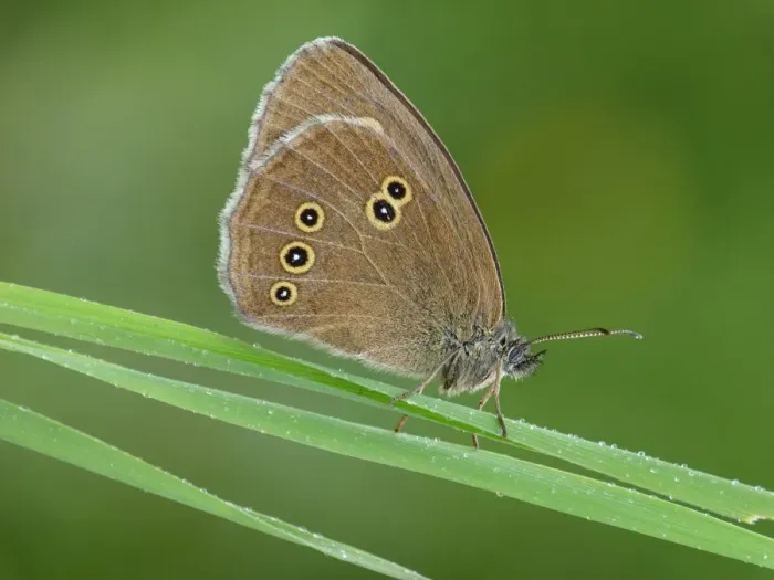 Framed Print : Ringlet (Aphantopus hyperantus) adult male, resting on grass in meadow, in early morning rainfall, France, july Framed Print : Ringlet (Aphantopus hyperantus) adult male, resting on grass in meadow, in early morning rainfall, France, july