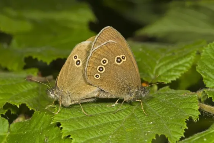Framed Print : Ringlet (Aphantopus hyperantus) adult pair, mating, Norfolk, England, july Framed Print : Ringlet (Aphantopus hyperantus) adult pair, mating, Norfolk, England, july