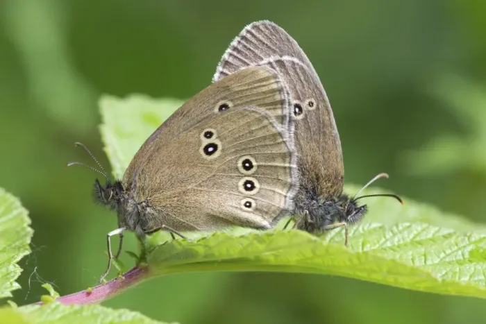 Framed Print : Ringlet (Aphantopus hyperantus) adult pair, mating, Berwickshire, Scottish Borders, Scotland, july Framed Print : Ringlet (Aphantopus hyperantus) adult pair, mating, Berwickshire, Scottish Borders, Scotland, july