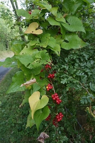 Ripe red fruit of black bryony, Dioscorea communis, a poinous medicinal plant of hedgerows, Berkshire, England