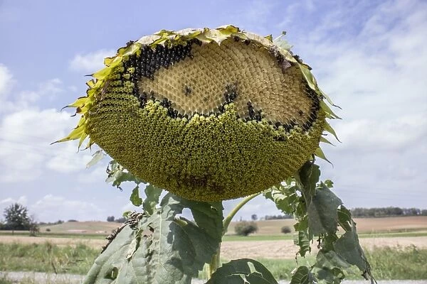 Over ripe sun flower losing its seeds