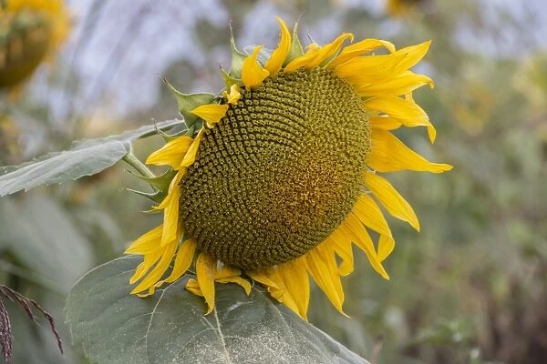 Ripening sunflower seeds in flower head