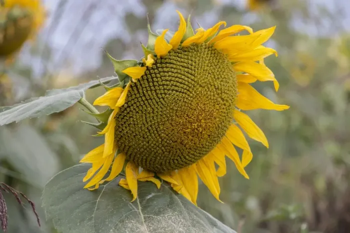 Framed Print : Ripening sunflower seeds in flower head Framed Print : Ripening sunflower seeds in flower head