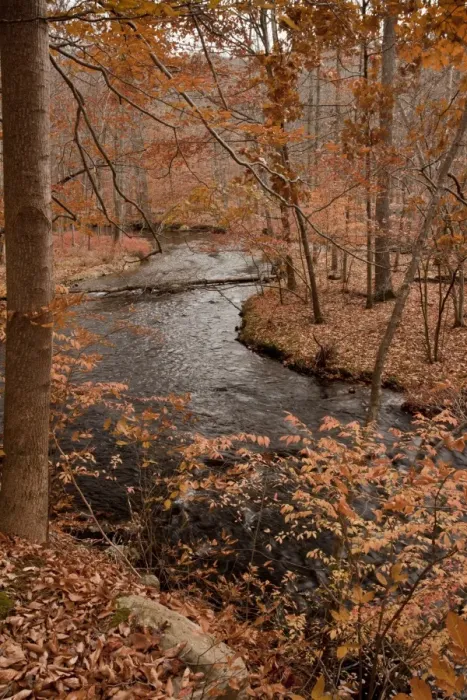 Framed Print : River in autumn woodland habitat, Cross River, Ward Poundridge County Park, Salem, New York State, U. S. A. november