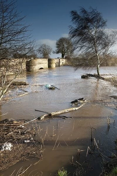 River flooding with high water levels under bridge, River Nidd, Nidderdale, Yorkshire Dales, North Yorkshire, England