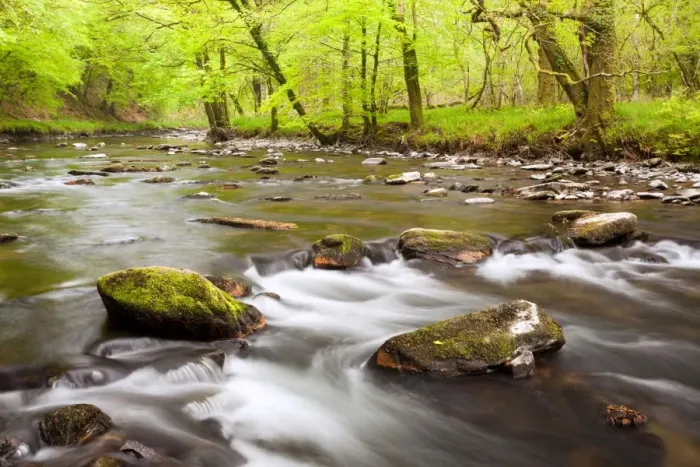 Framed Print : River flowing through ancient beech wood habitat at dawn, River Barl, Marsh Wood, near Dulverton, Exmoor N. P Framed Print : River flowing through ancient beech wood habitat at dawn, River Barl, Marsh Wood, near Dulverton, Exmoor N. P