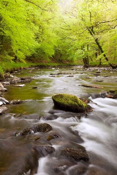 River flowing through ancient beech wood habitat at dawn, River Barl, Marsh Wood, near Dulverton, Exmoor N. P
