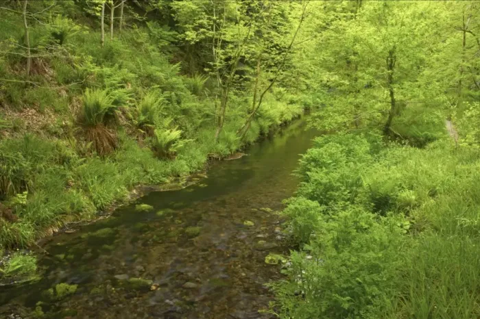 Framed Print : River flowing through woodland habitat, River Lyd, Lydford Gorge, Dartmoor N. P. Devon, England Framed Print : River flowing through woodland habitat, River Lyd, Lydford Gorge, Dartmoor N. P. Devon, England