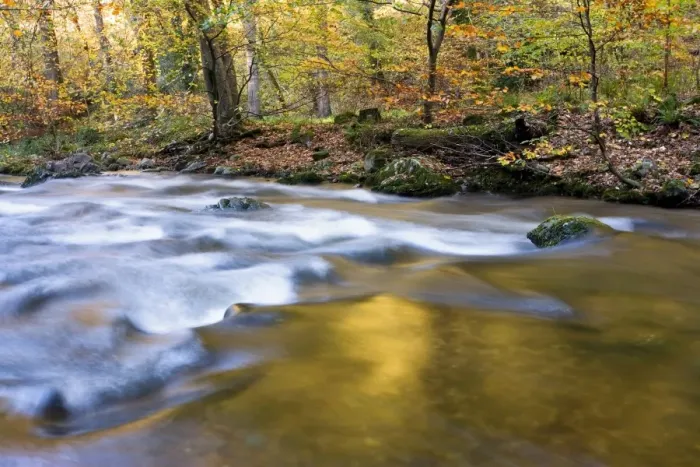 Framed Print : River flowing through woodland habitat in late afternoon, East Lyn River, Barton Woods, near Watersmeet, North Devon Framed Print : River flowing through woodland habitat in late afternoon, East Lyn River, Barton Woods, near Watersmeet, North Devon