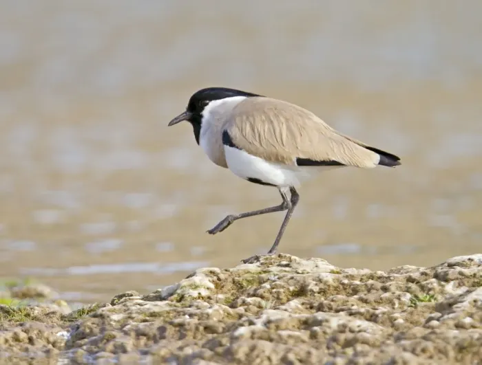 Framed Print : River Lapwing (Vanellus duvaucelii) adult, standing at edge of water, Chambal River, Rajasthan, India, january Framed Print : River Lapwing (Vanellus duvaucelii) adult, standing at edge of water, Chambal River, Rajasthan, India, january