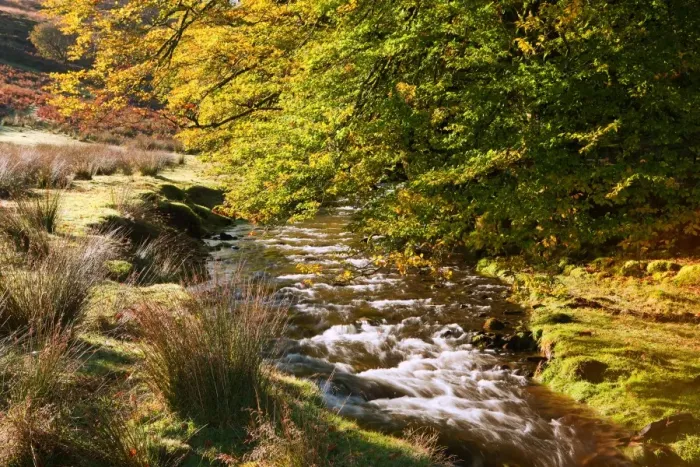 Framed Print : River and overhanging beech trees with leaves in autumn colours, Hoar Oak Water, Exmoor N. P. Somerset, England, October Framed Print : River and overhanging beech trees with leaves in autumn colours, Hoar Oak Water, Exmoor N. P. Somerset, England, October
