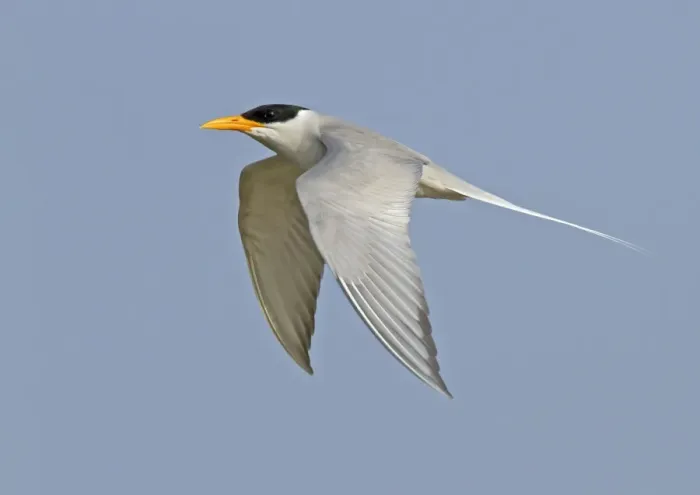 Framed Print : River Tern (Sterna aurantia) adult, in flight, Chambal River, Rajasthan, India, january