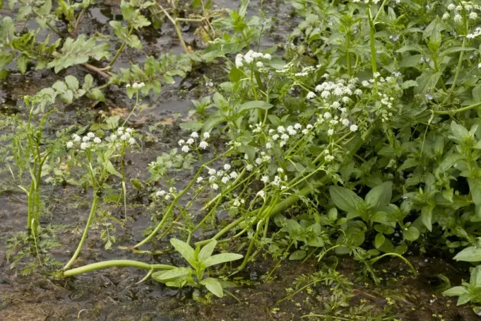 Framed Print : River Water Dropwort (Oenanthe fluviatilis) flowering, River Frome, Wareham, Dorset, England, september Framed Print : River Water Dropwort (Oenanthe fluviatilis) flowering, River Frome, Wareham, Dorset, England, september