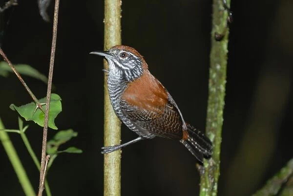 Riverside Wren (Cantorchilus semibadius) adult, perched on stem in primary rainforest, Corcovado N. P