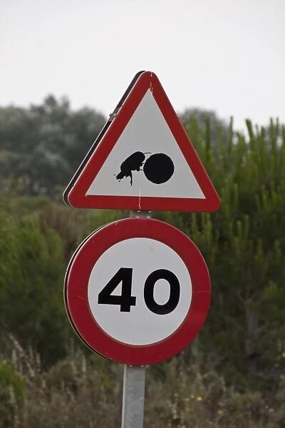 Road sign of dung beetle with dung ball in the Coto Donana national park Andalusia Spain