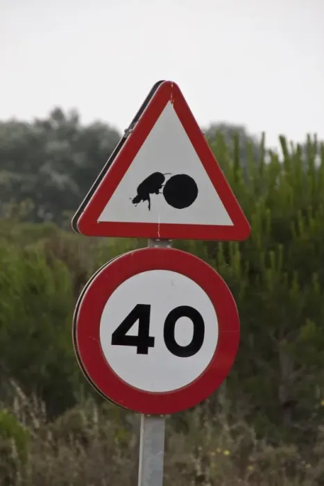 Framed Print : Road sign of dung beetle with dung ball in the Coto Donana national park Andalusia Spain Framed Print : Road sign of dung beetle with dung ball in the Coto Donana national park Andalusia Spain