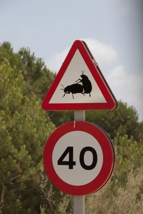 Framed Print : Road sign of two mating dung beetles in the Coto Donana national park Andalusia Spain Framed Print : Road sign of two mating dung beetles in the Coto Donana national park Andalusia Spain