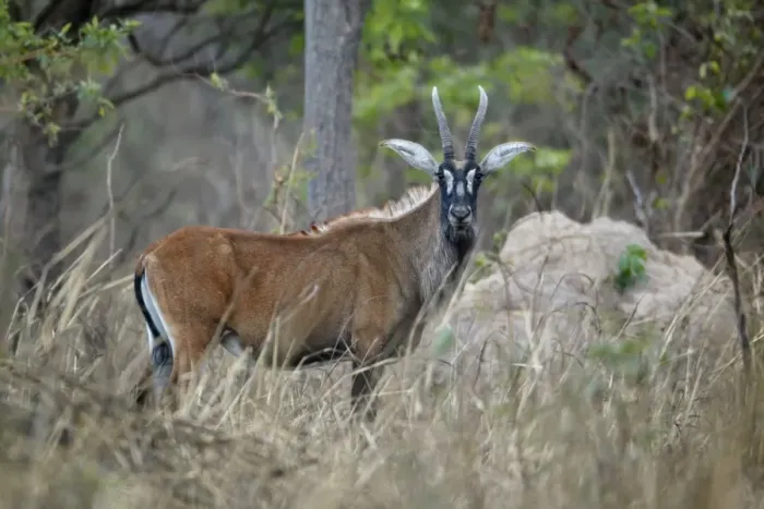 Framed Print : Roan Antelope (Hippotragus equinus) adult female, standing in dry woodland, Fatalah Reserve, Senegal, january Framed Print : Roan Antelope (Hippotragus equinus) adult female, standing in dry woodland, Fatalah Reserve, Senegal, january