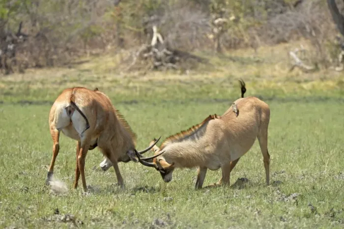 Framed Print : Roan Antelope (Hippotragus equinus) two adult males, fighting, Kafue N. P. Zambia, September Framed Print : Roan Antelope (Hippotragus equinus) two adult males, fighting, Kafue N. P. Zambia, September