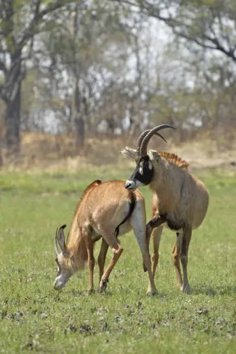Framed Print : Roan Antelope (Hippotragus equinus) adult pair, male displaying interest in mating with female, Kafue N. P Framed Print : Roan Antelope (Hippotragus equinus) adult pair, male displaying interest in mating with female, Kafue N. P