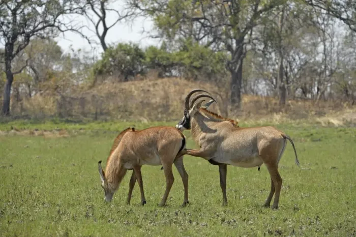Framed Print : Roan Antelope (Hippotragus equinus) adult pair, male displaying interest in mating with female, Kafue N. P Framed Print : Roan Antelope (Hippotragus equinus) adult pair, male displaying interest in mating with female, Kafue N. P
