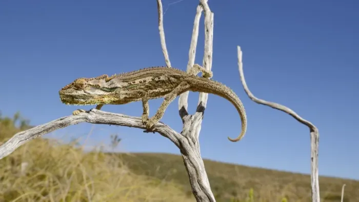 Framed Print : Robertson Dwarf Chameleon (Bradypodion gutturale) adult, climbing on twig, Western Cape, South Africa, February Framed Print : Robertson Dwarf Chameleon (Bradypodion gutturale) adult, climbing on twig, Western Cape, South Africa, February