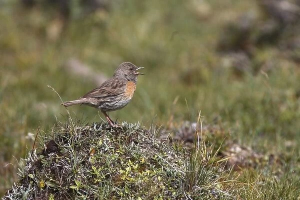 Robin Accentor (Prunella rubeculoides) adult, singing, standing on tussock, Qinghai Province, China, august