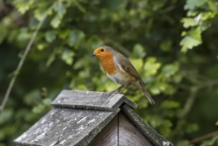 Framed Print : Robin on bird table roof Framed Print : Robin on bird table roof