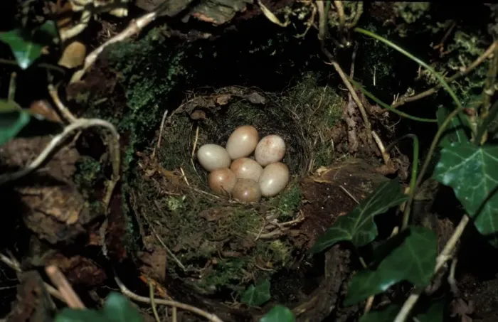 Framed Print : Robin (Erithacus rubecula) Nest and eggs
