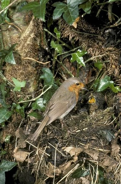 Robin Erithacus rubecula at nest feeding young