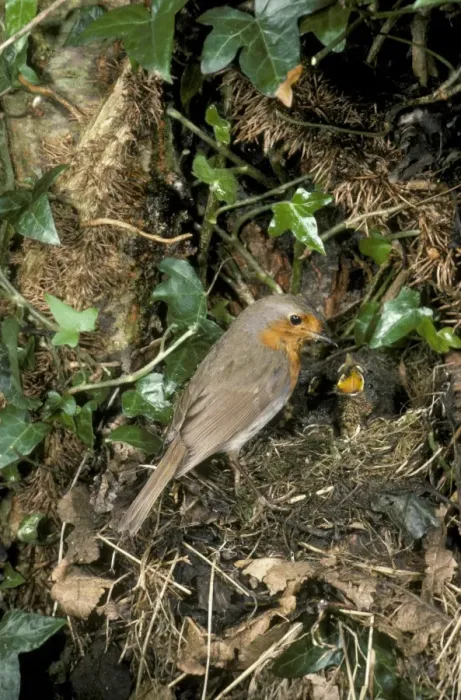 Framed Print : Robin Erithacus rubecula at nest feeding young Framed Print : Robin Erithacus rubecula at nest feeding young