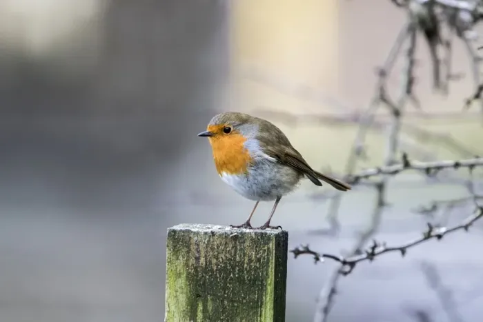 Framed Print : Robin on fence post Framed Print : Robin on fence post