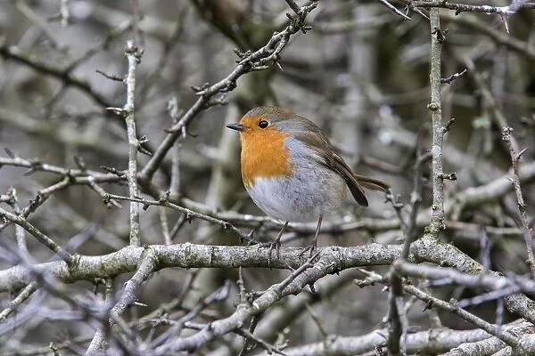 Robin on Hawthorn hedge, winter