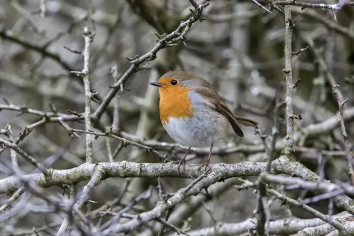 Framed Print : Robin on Hawthorn hedge, winter