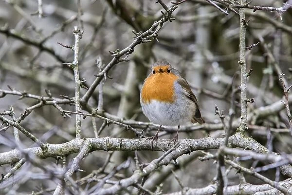Robin on Hawthorn hedge, winter. Note the interesting eye position showing how they see their food