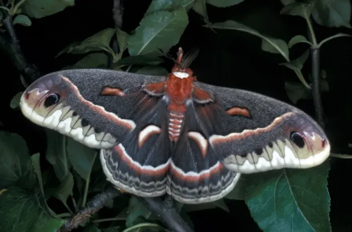 Framed Print : Robin Moth (Hyalophora cecropia) Close up with wings spread Framed Print : Robin Moth (Hyalophora cecropia) Close up with wings spread