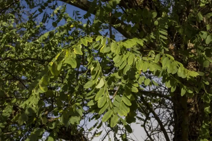 Framed Print : Robinia pseudoacacia, commonly known as the Black Locust or False Acacia, is a tree in the subfamily Faboideae Framed Print : Robinia pseudoacacia, commonly known as the Black Locust or False Acacia, is a tree in the subfamily Faboideae